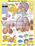 Blueprint for Health Your Respiratory System Anatomical Chart - Laminated